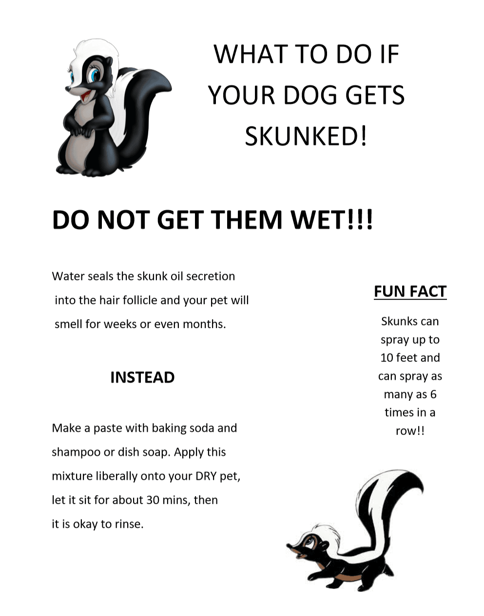 WHAT TO DO IF YOUR DOG GETS SKUNKED V2