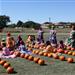 Pumpkin Patch