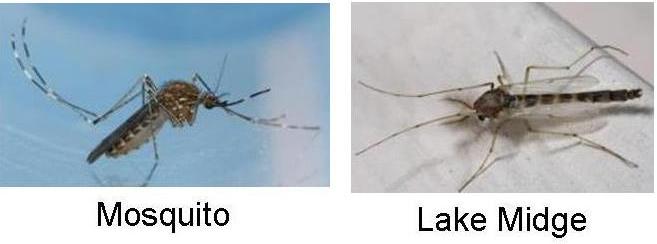 mosquitolakemidge.jpg
